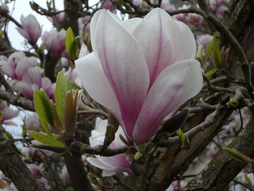 close flower magnolia
