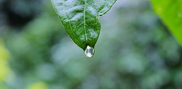 close up drop droplet leaf nature rain water wet