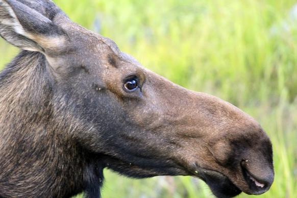 close up of a moose at rocky mountains national park colorado