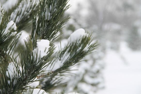 close up of pine tree needles covered in fresh snow