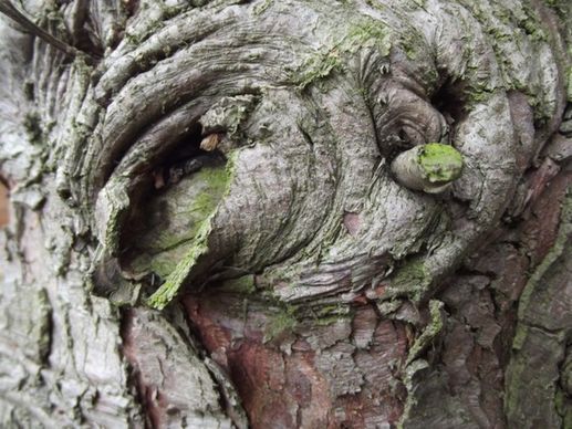 close up tree trunk