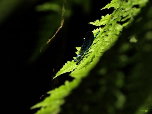 closeup dew dof drop fern flora focus forest
