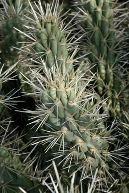 closeup fruit chain cholla cactus