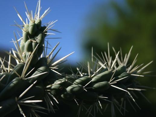 closeup fruit chain cholla cactus