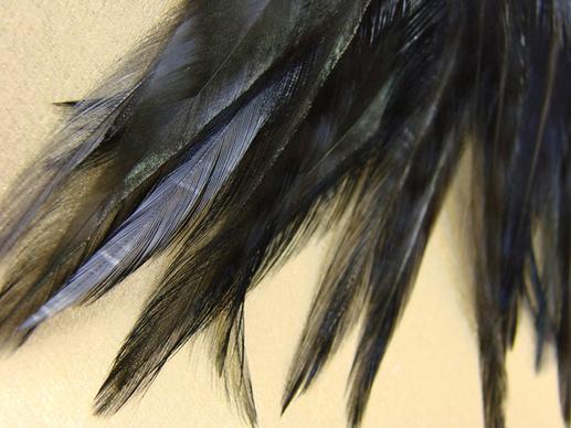 closeup of black feathers w gold background