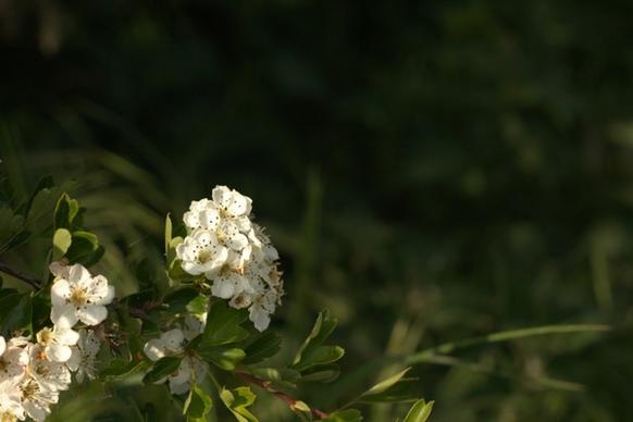 closeup of blossom 2
