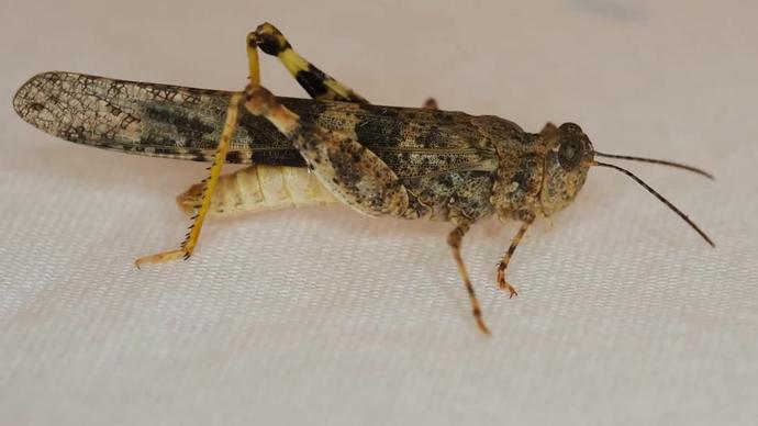 closeup of brown grasshopper crawling indoor
