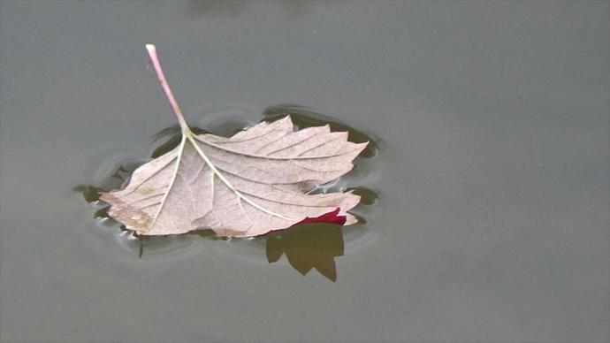 closeup of fallen leaf floating on water surface