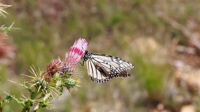 closeup of fragile butterfly on wild flower