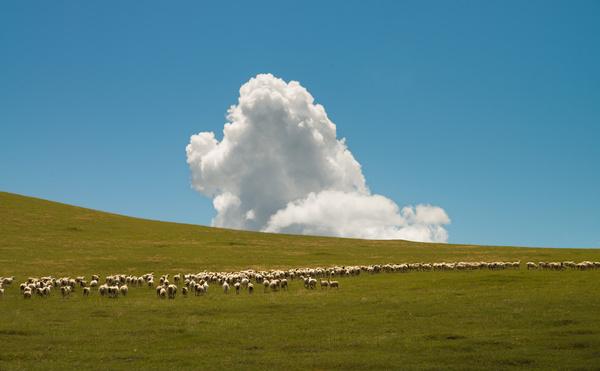 cloud and sheep