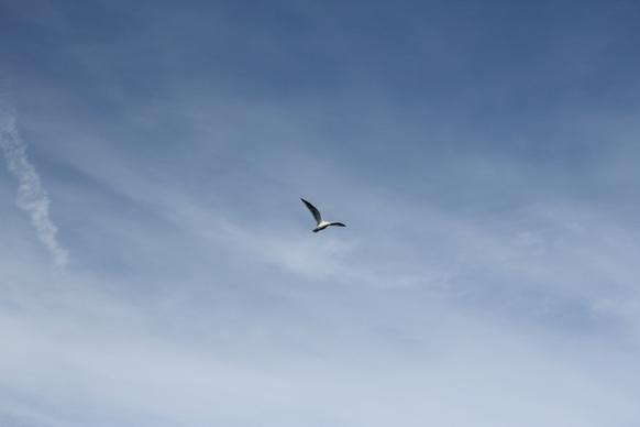 clouds ocean seagull