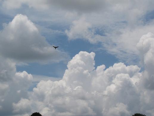 clouds sky bird