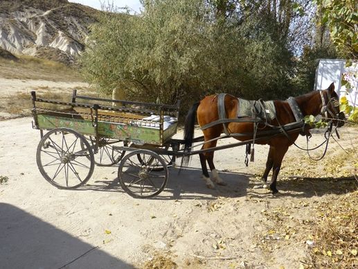 coach horse-drawn carriage horse