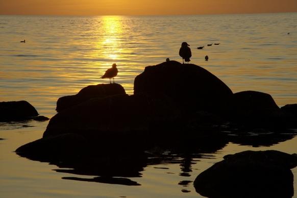coast sea gulls