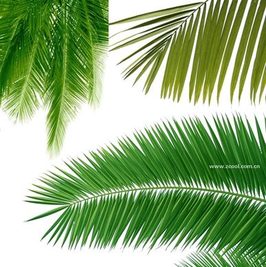 coconut tree leaves closeup highdefinition picture 3p