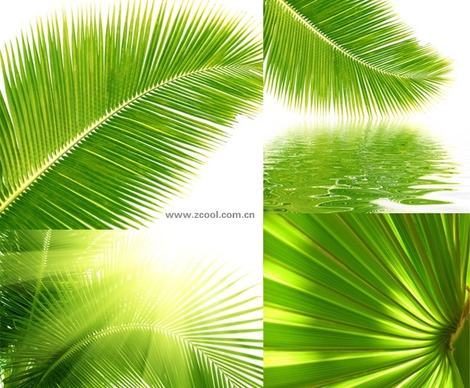 coconut tree leaves closeup highdefinition picture 4p