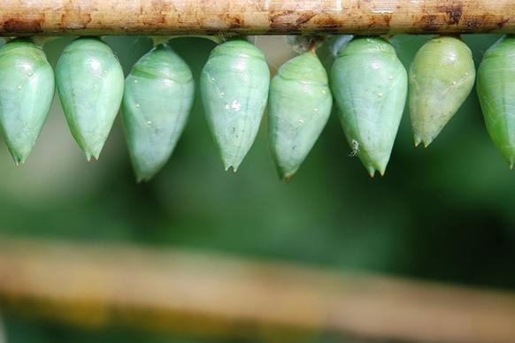 cocoon butterfly larva