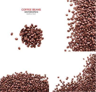 coffee beans with white background vector
