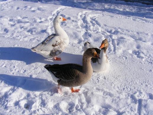 cold country geese