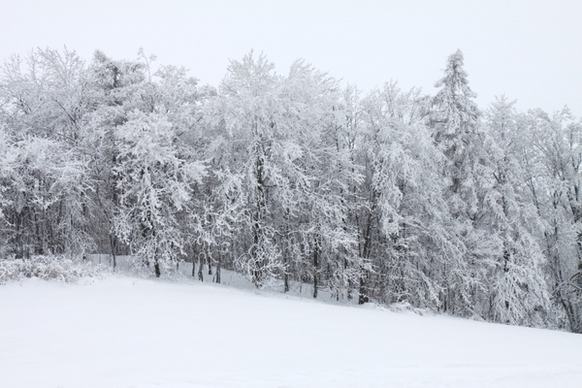 cold covered forest