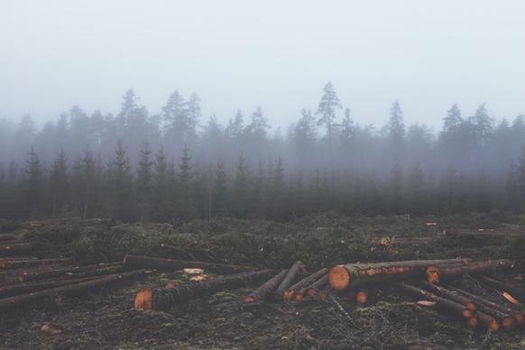 cold fog forest industrial industry log mist timber
