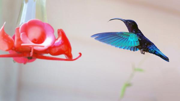 colibri re trait
