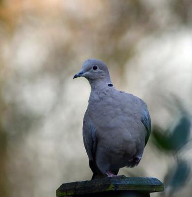 collard dove on fence post