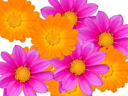 color daisy picture