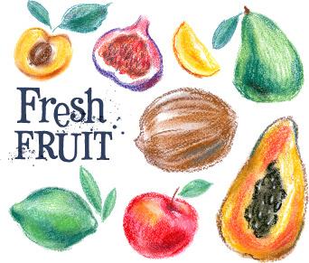 colored drawn fruits vectors