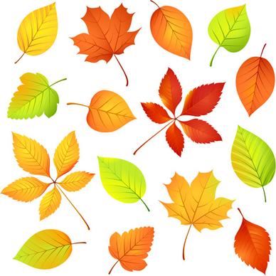 colored leaf vector set
