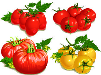 colored tomato vector