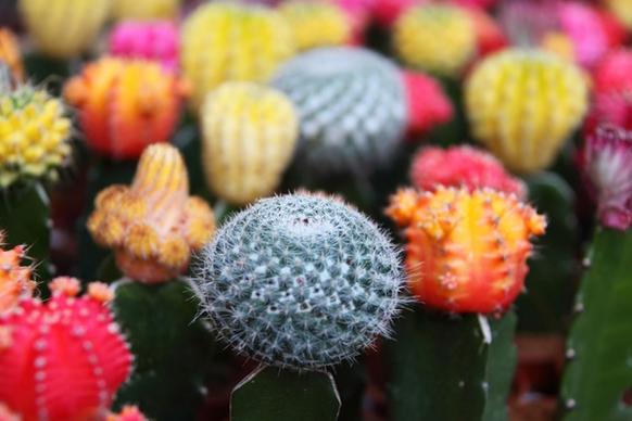 colorful cactuses