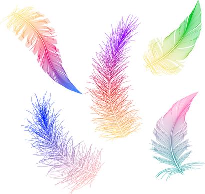 colorful feather collection