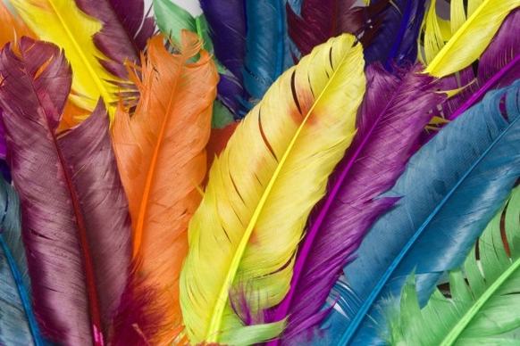 colorful feathers hd picture 2
