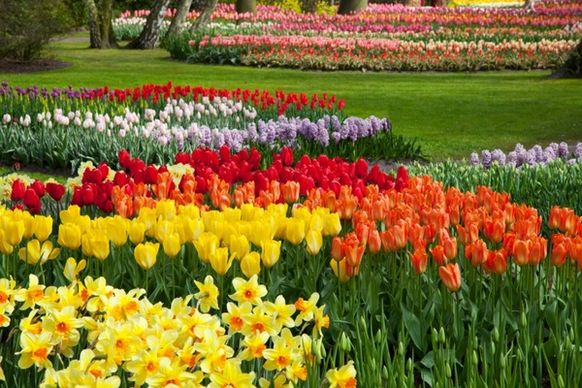 colorful flower beds
