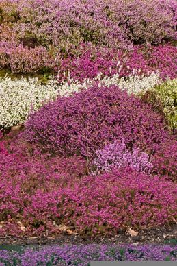 colorful heather