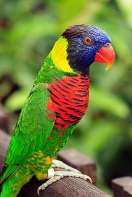 colorful parrot picture