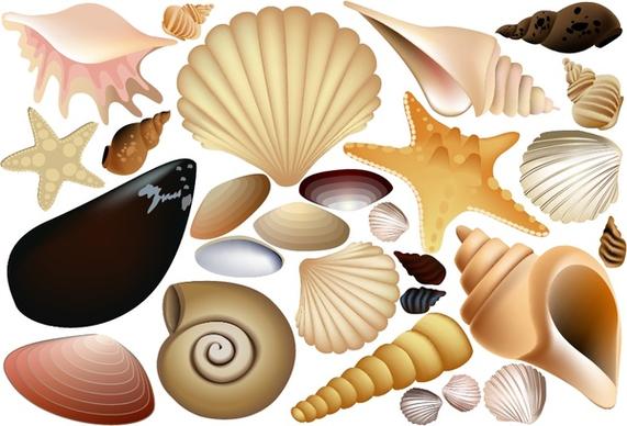 shells icons collection colored 3d design