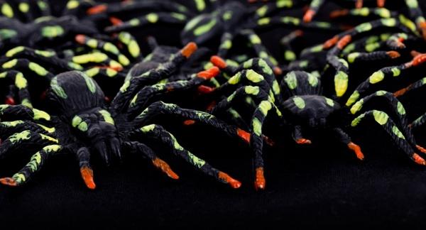 colorful spiders
