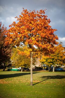 colorful tree in autumn