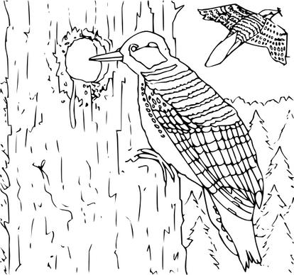 Coloring Book Woodpecker clip art