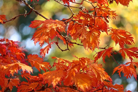 colours of autumn
