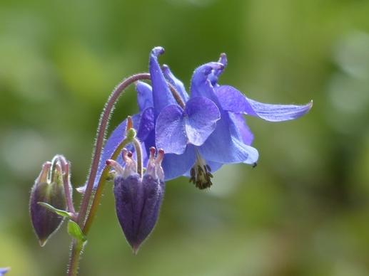 common akelei flower blue