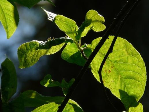 common bird cherry leaves prunus padus