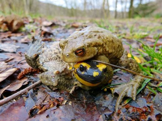 common toad fire salamander mating season