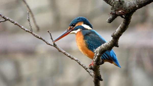 concentrating kingfisher
