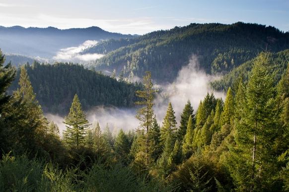 conifer daytime evergreen fog forest hill lake