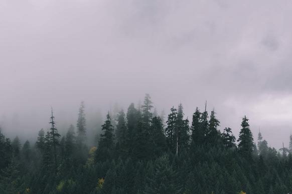 conifer evergreen fog foggy forest haze landscape