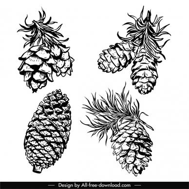 conifer pine cone icons black white handdrawn sketch
