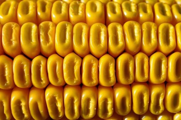 corn cereals yellow corn